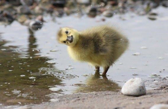 心の声が聞こえそうな画像を貼るトピ