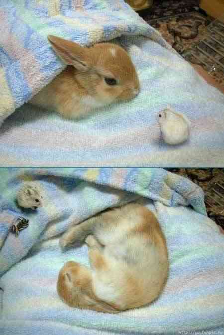 心の声が聞こえそうな画像を貼るトピ