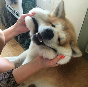 心の声が聞こえそうな画像を貼るトピ