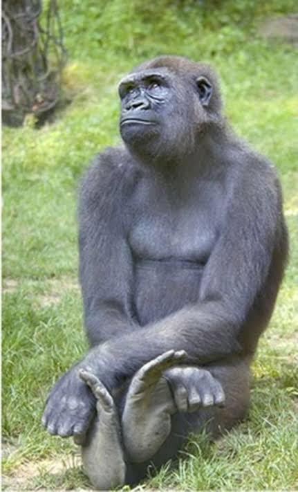 心の声が聞こえそうな画像を貼るトピ