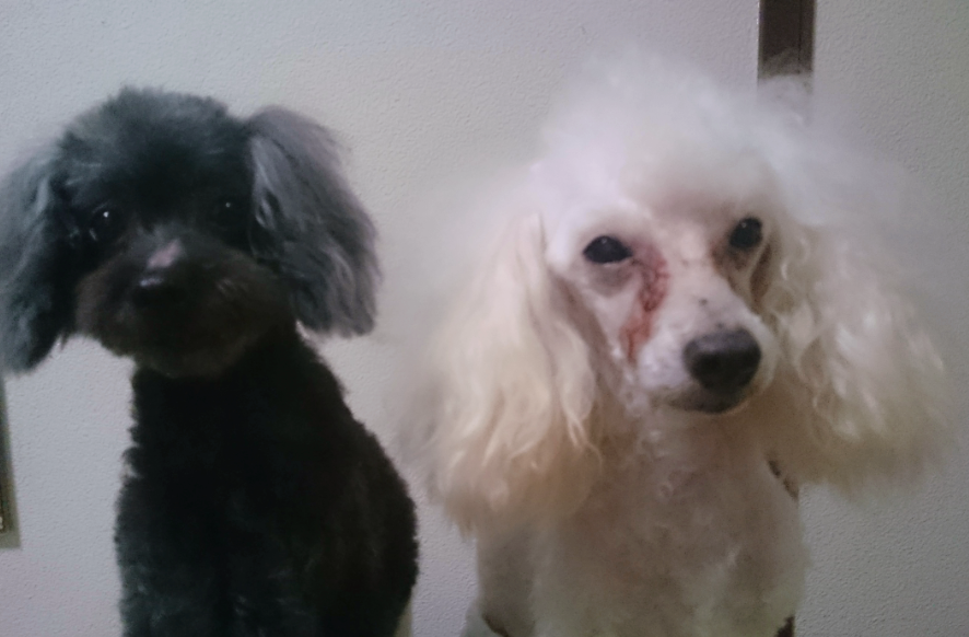 病気のペットを飼っている方