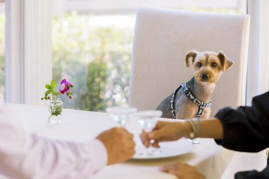 愛犬と旅館やホテルに泊まった事のある方