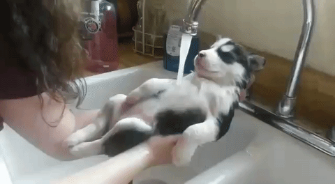 人間と動物のツーショット