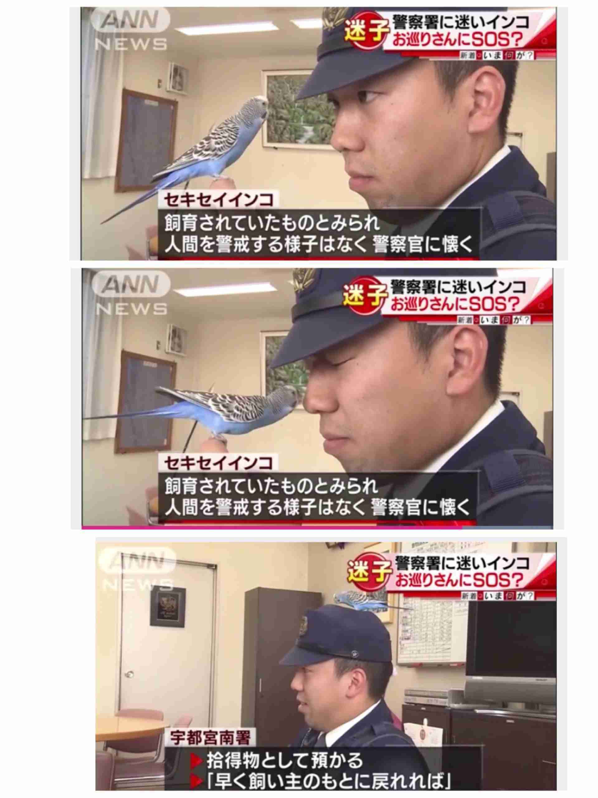 人間と動物のツーショット