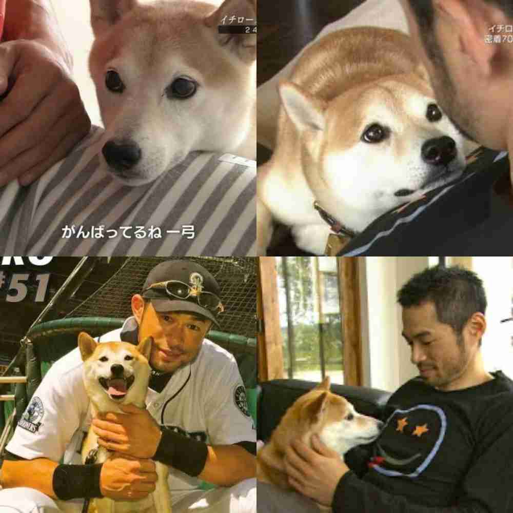 人間と動物のツーショット