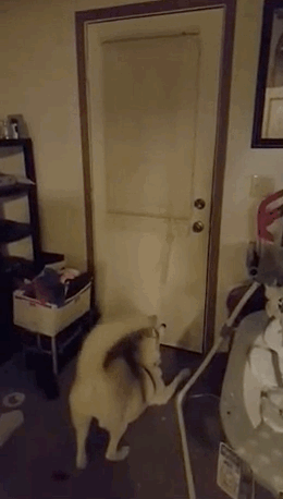 人間と動物のツーショット