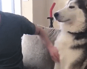 人間と動物のツーショット