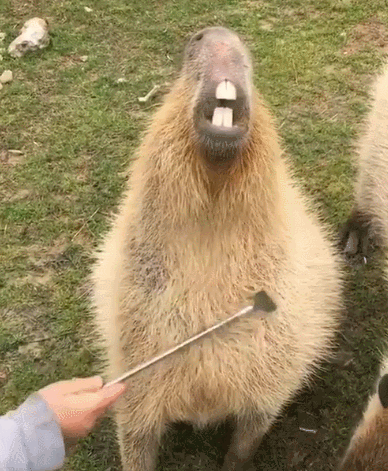 人間と動物のツーショット
