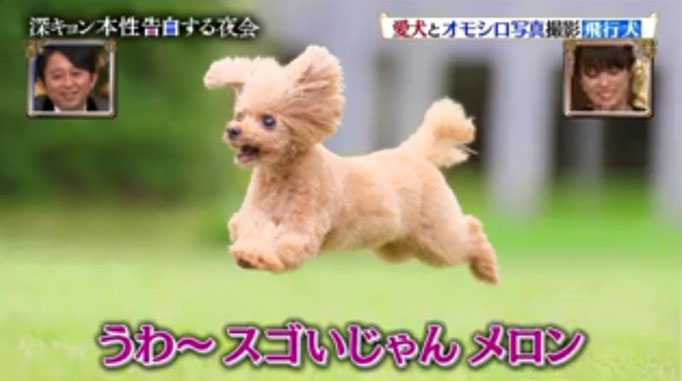 人間と動物のツーショット