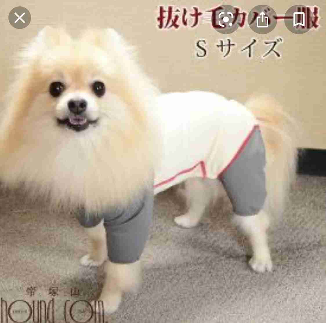 愛犬に着せるおすすめの服を教えてください