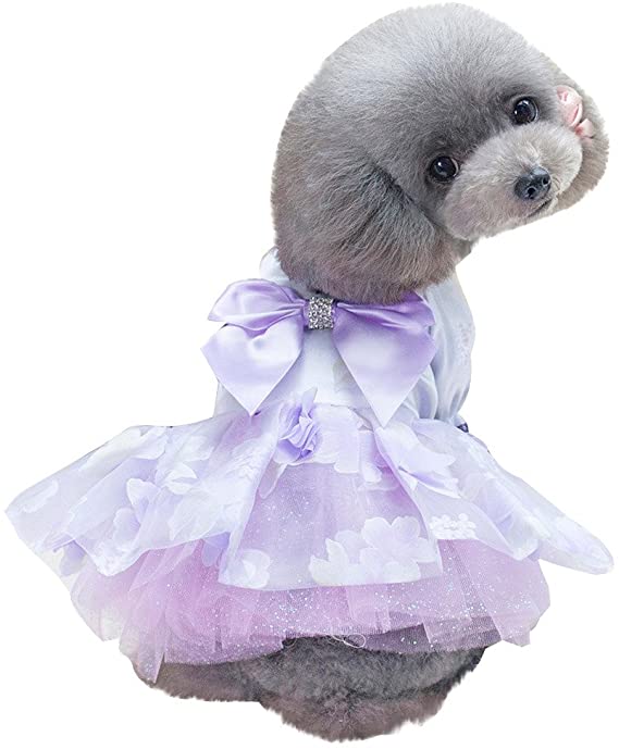 愛犬に着せるおすすめの服を教えてください