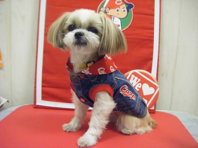 愛犬に着せるおすすめの服を教えてください