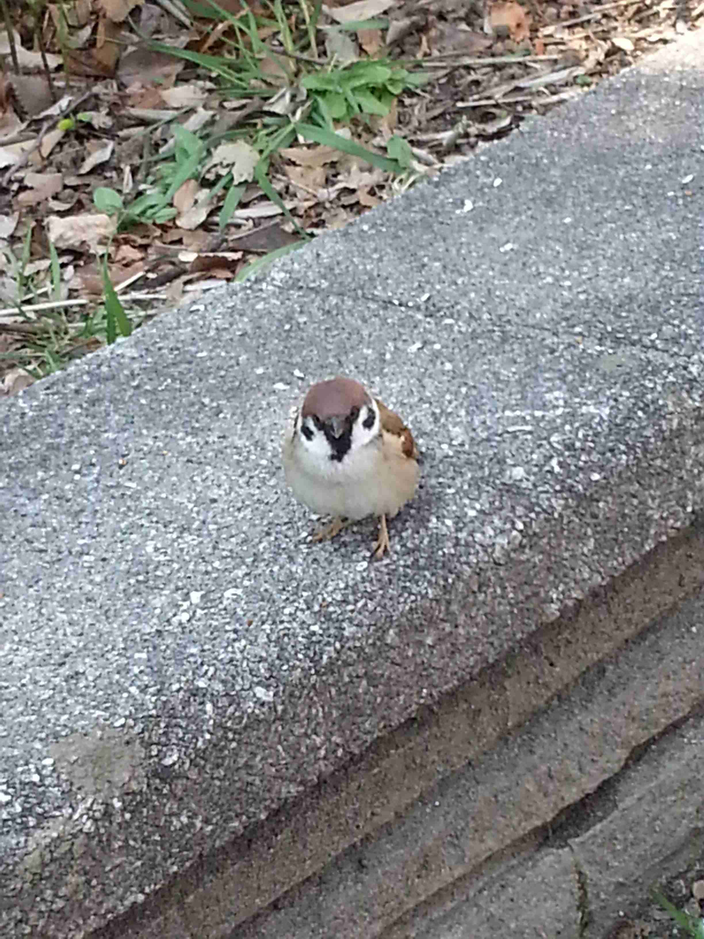 イベント制限、19日にも緩和  5千人撤廃、収容50％は維持か