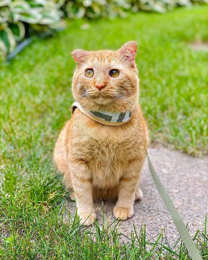 “世界一悲しそうな猫”引き取られて1年で“幸せいっぱいの猫”に（米）＜動画あり＞