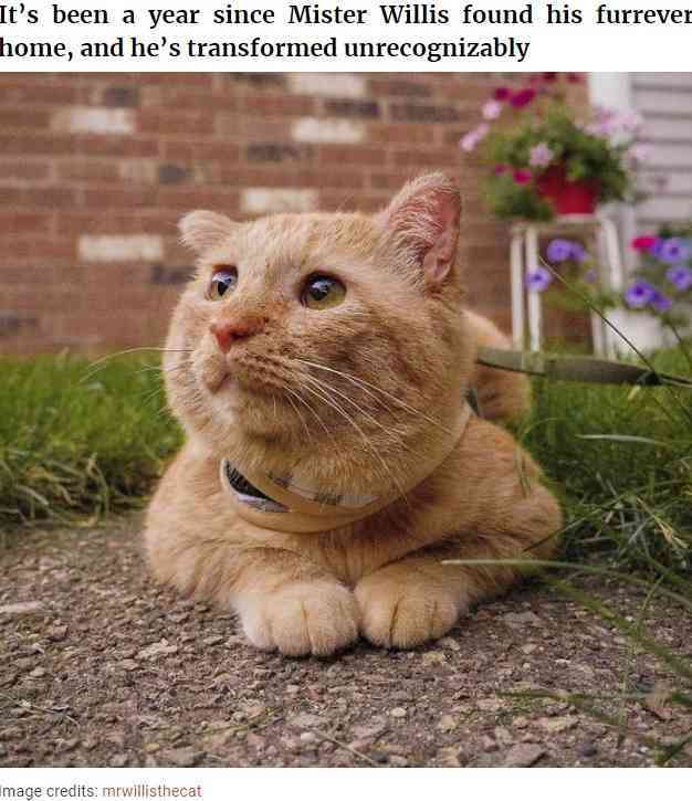“世界一悲しそうな猫”引き取られて1年で“幸せいっぱいの猫”に（米）＜動画あり＞