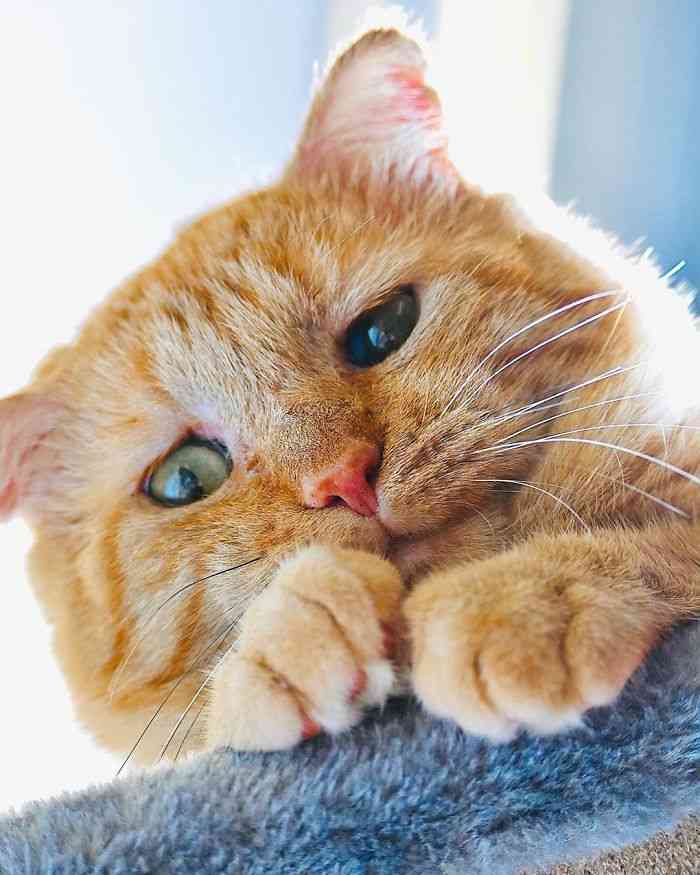“世界一悲しそうな猫”引き取られて1年で“幸せいっぱいの猫”に（米）＜動画あり＞