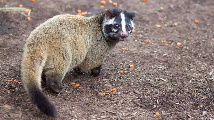 お稲荷さんの神社について