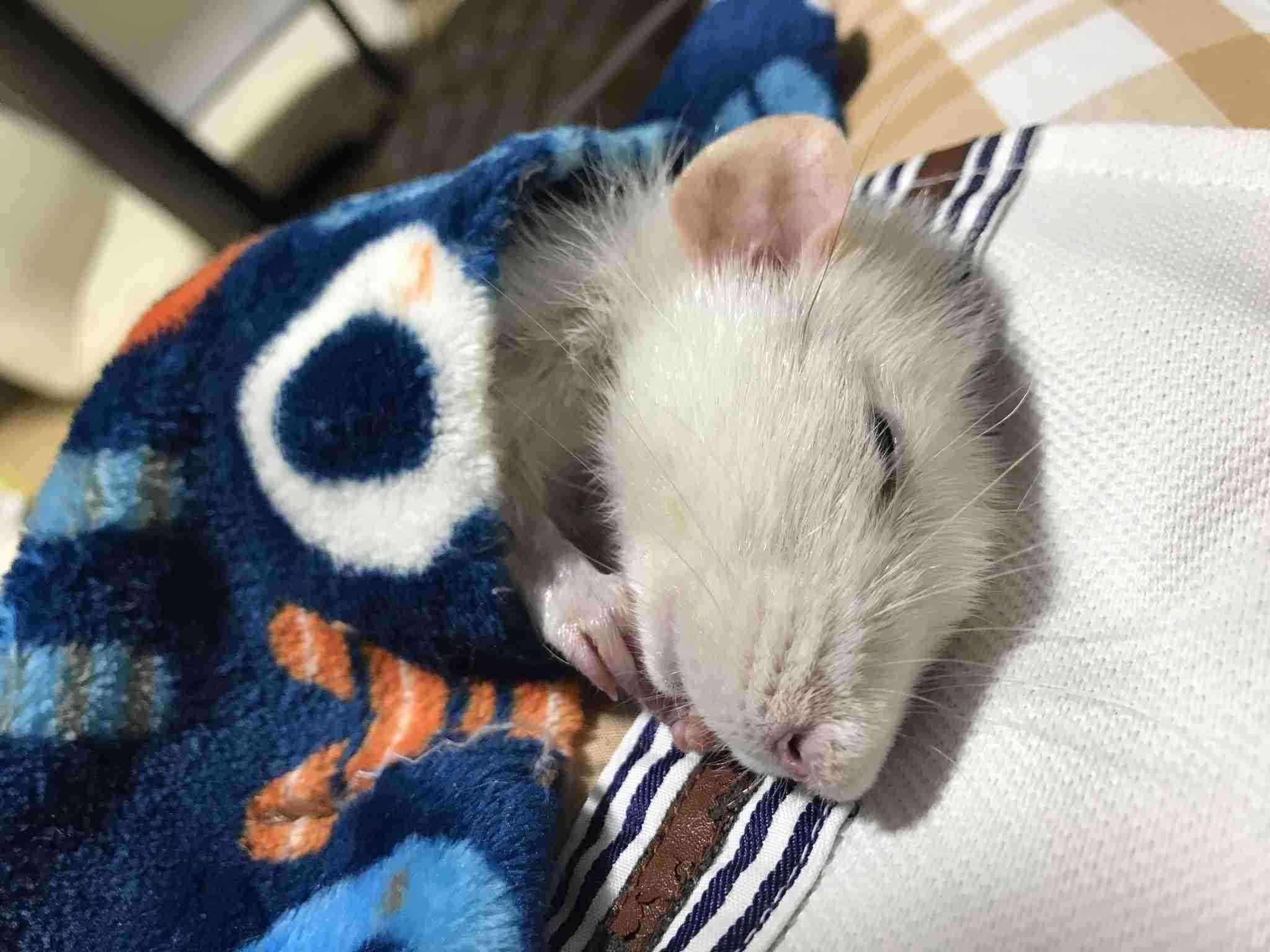 ガルちゃん深夜食堂