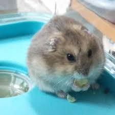 ガルちゃん深夜食堂