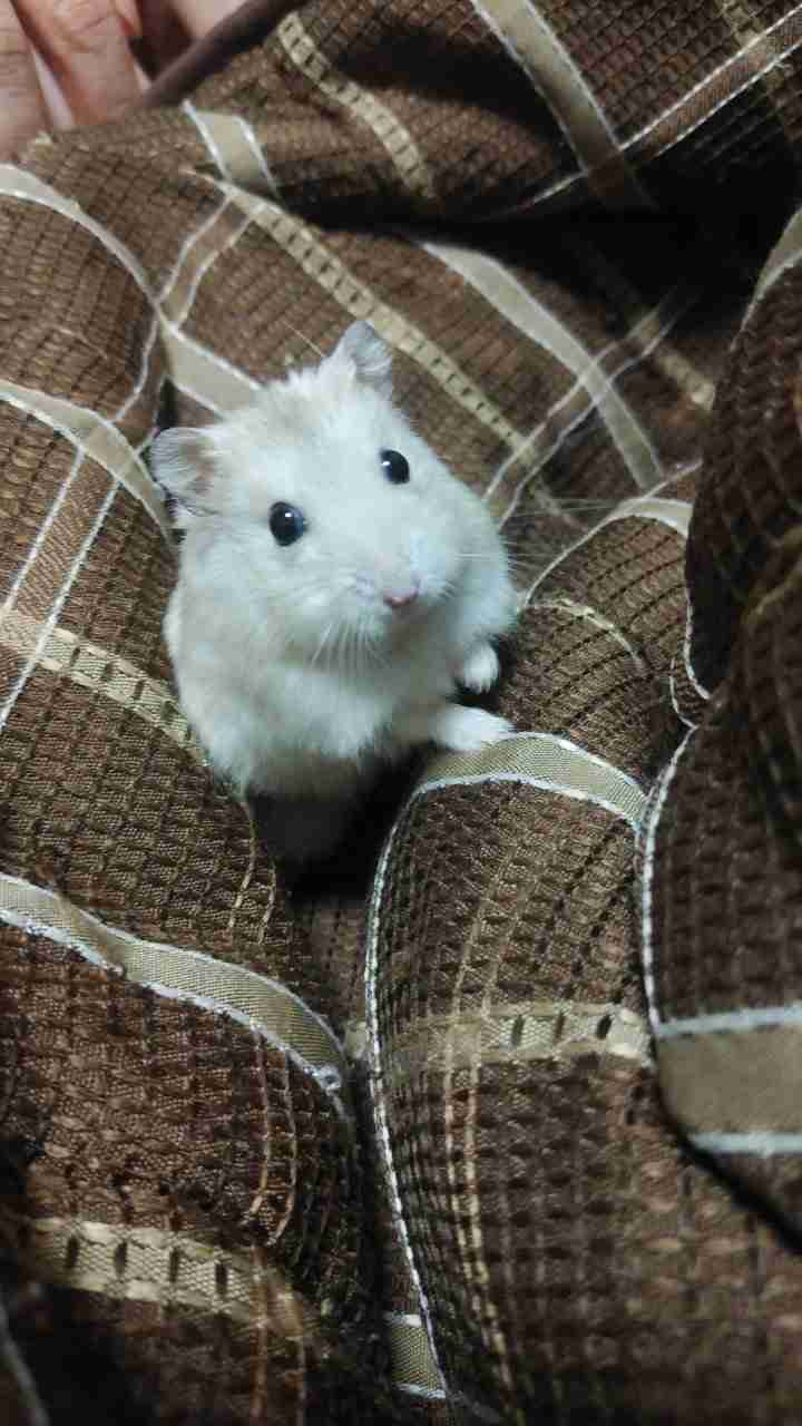ガルちゃん深夜食堂
