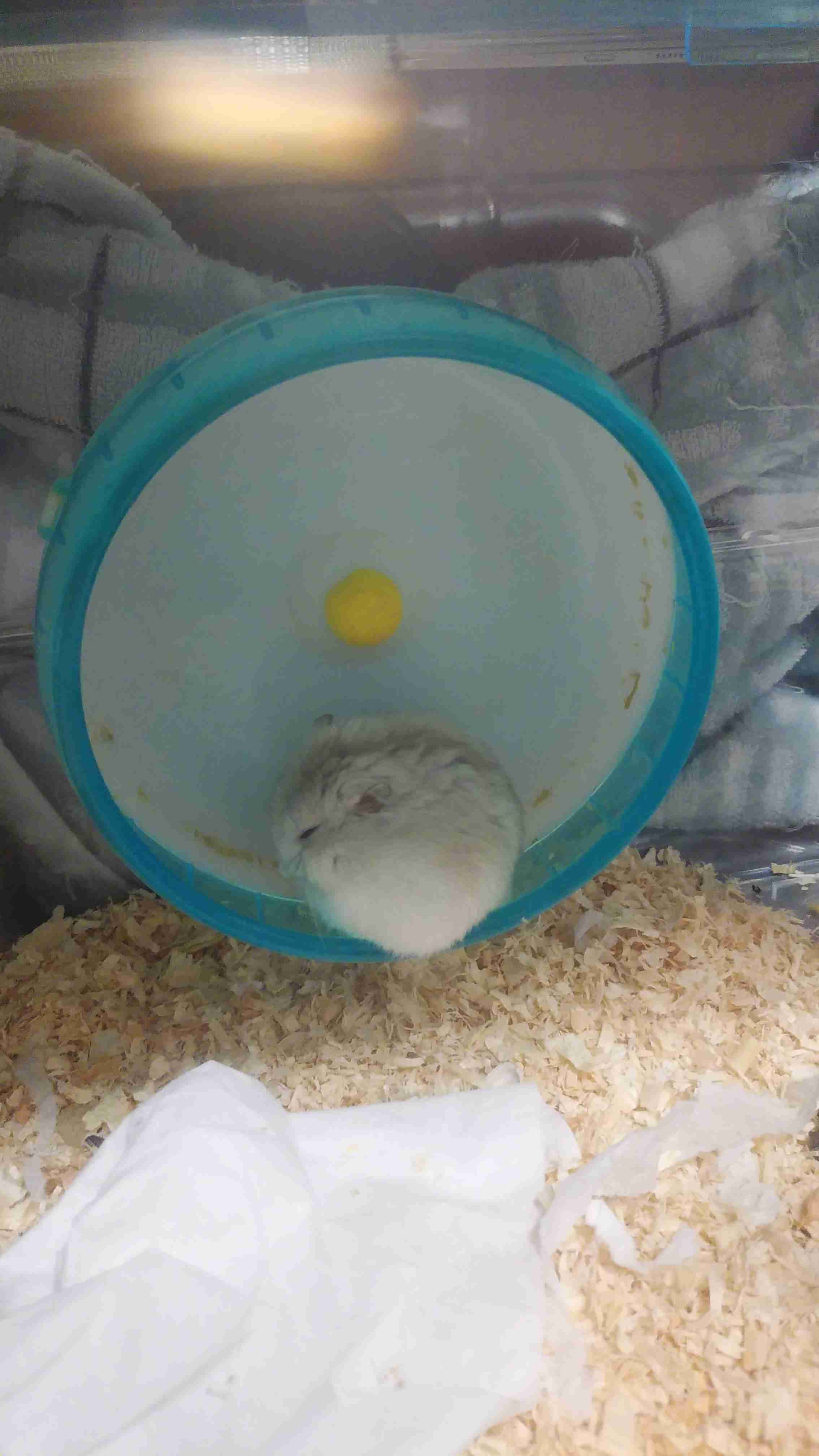 ガルちゃん深夜食堂