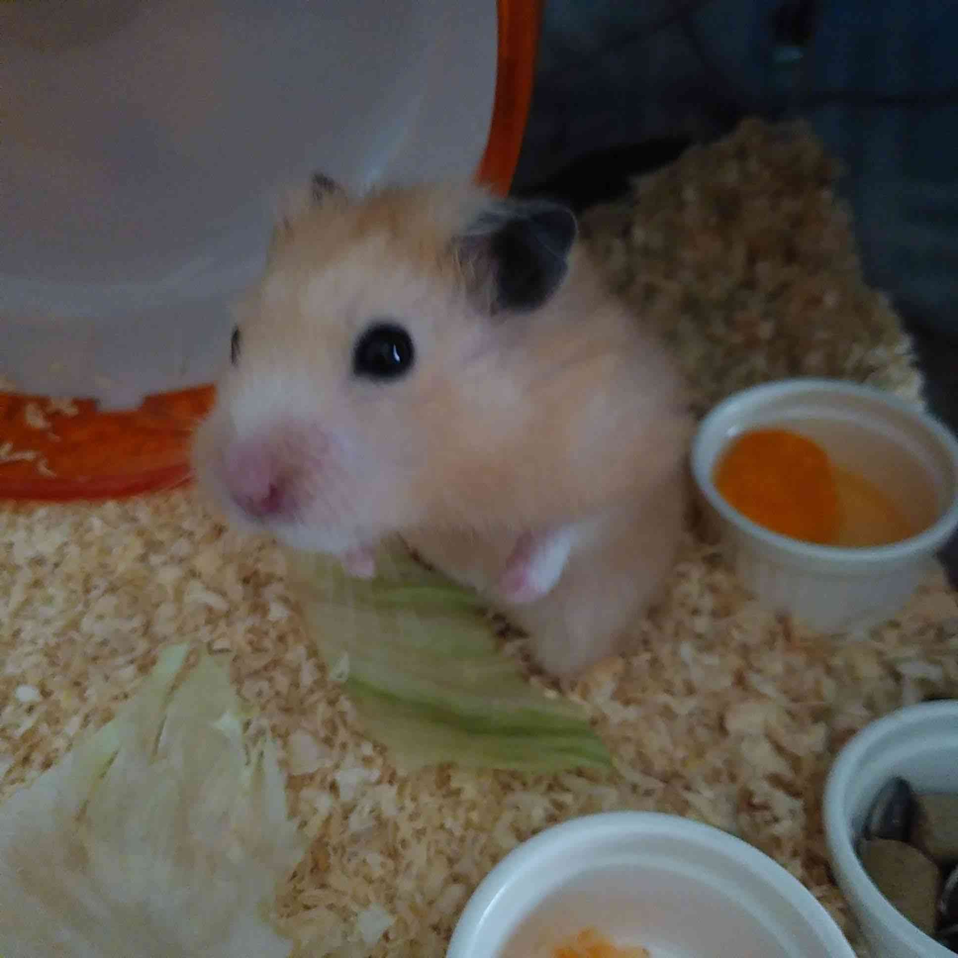 ガルちゃん深夜食堂