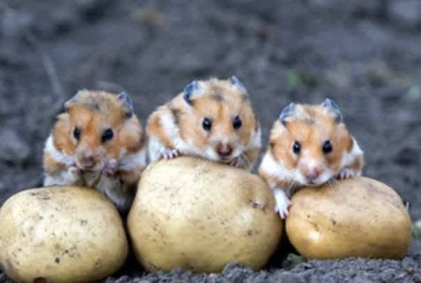 ガルちゃん深夜食堂