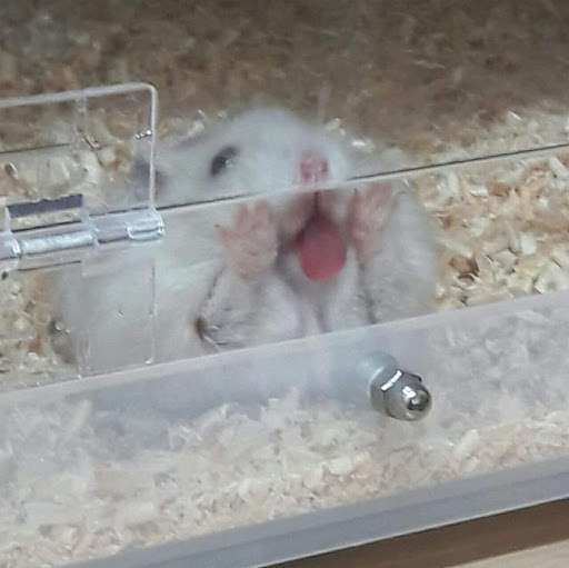ガルちゃん深夜食堂