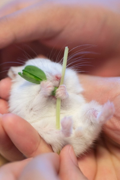 ガルちゃん深夜食堂
