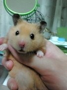 ガルちゃん深夜食堂