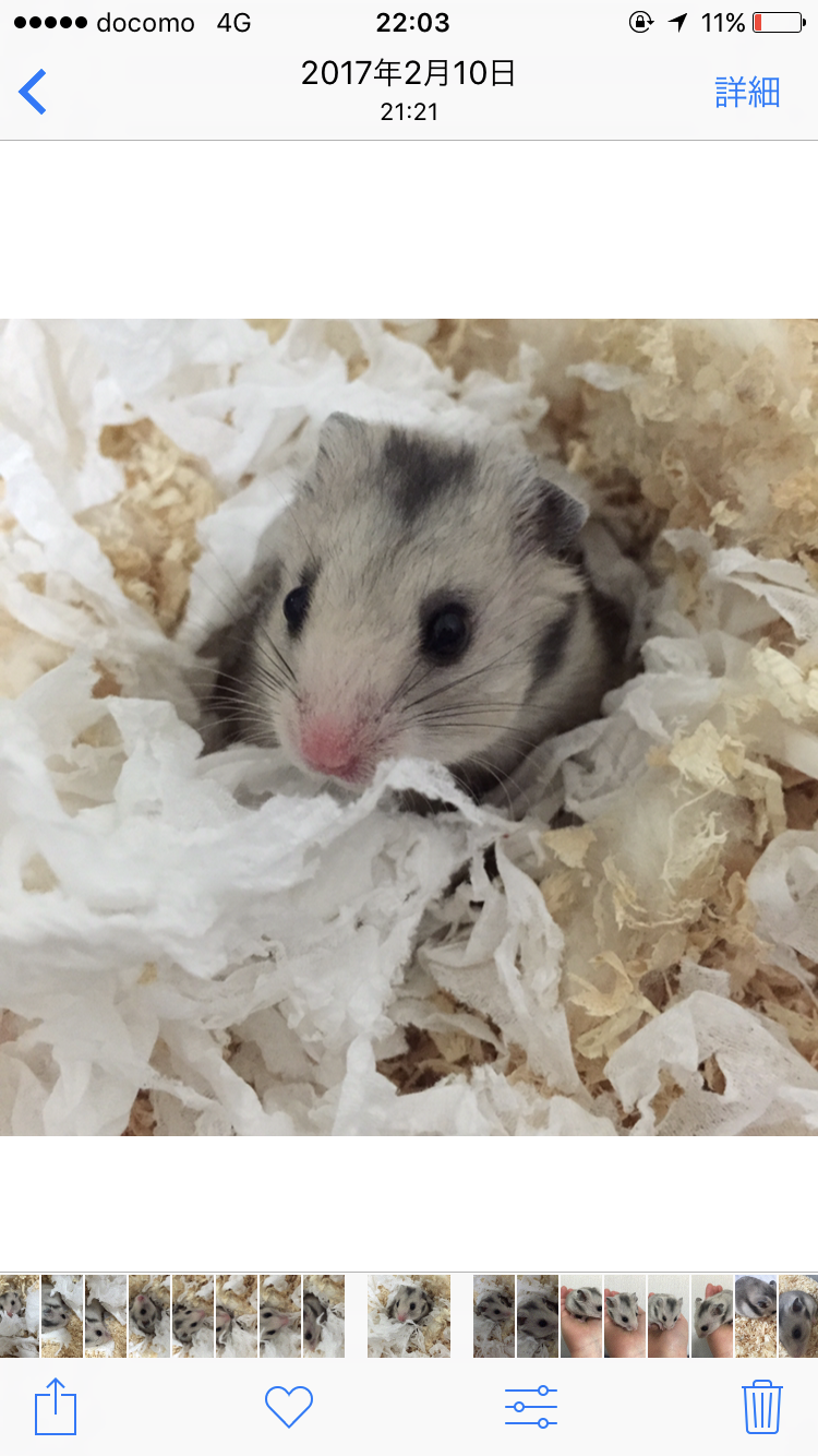 ガルちゃん深夜食堂