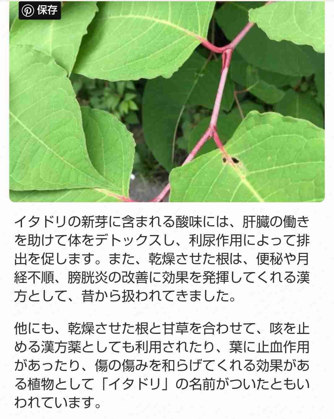 野草で遊んだ思い出を語ろう