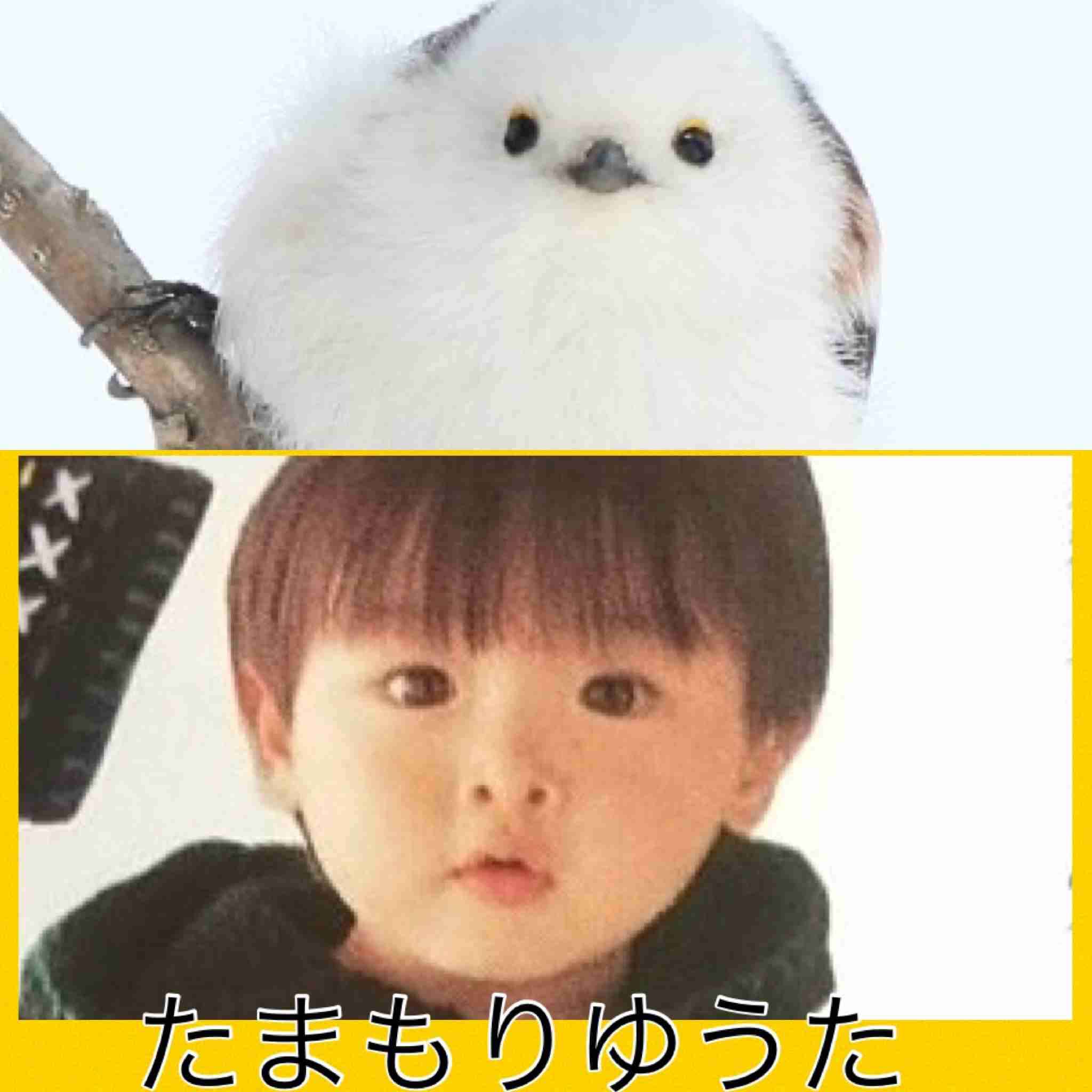 シマエナガちゃんに癒されるトピ Part3
