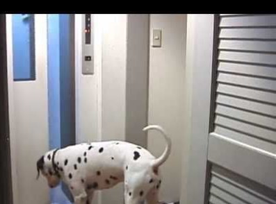 エレベーターに犬ってどう思う ガールズちゃんねる Girls Channel