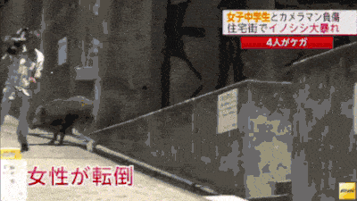 自転車で帰宅中の高2、体長1ｍのイノシシと衝突し転倒…病院搬送