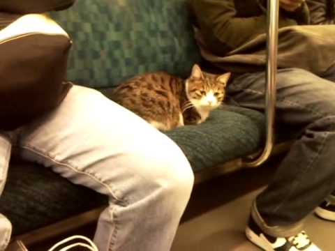 「電車で彼女を立たせて彼氏が座ってた。考えられない」と憤る投稿に「正義マン」「座りたいほうが座ればいい」と批判の声