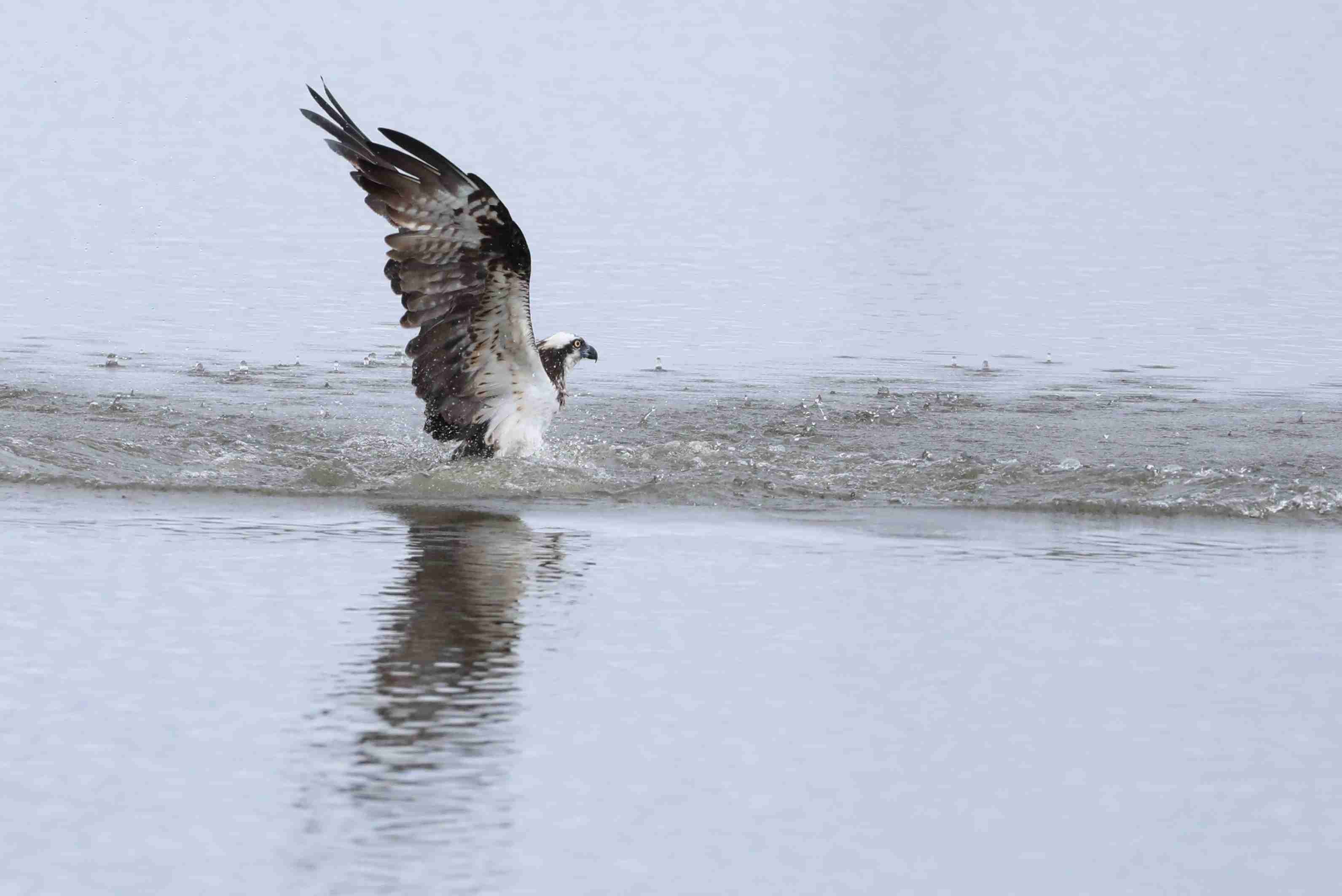 野鳥愛好会