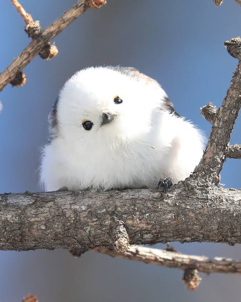 野鳥愛好会