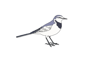 野鳥愛好会 ガールズちゃんねる Girls Channel