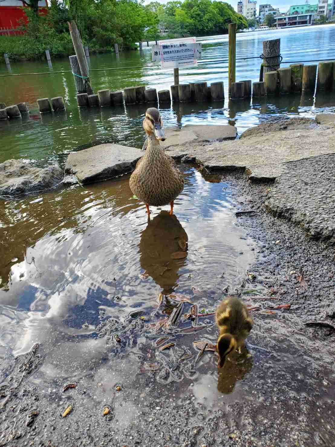 野鳥愛好会
