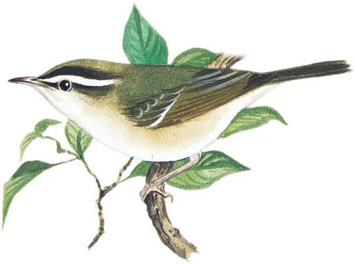野鳥愛好会