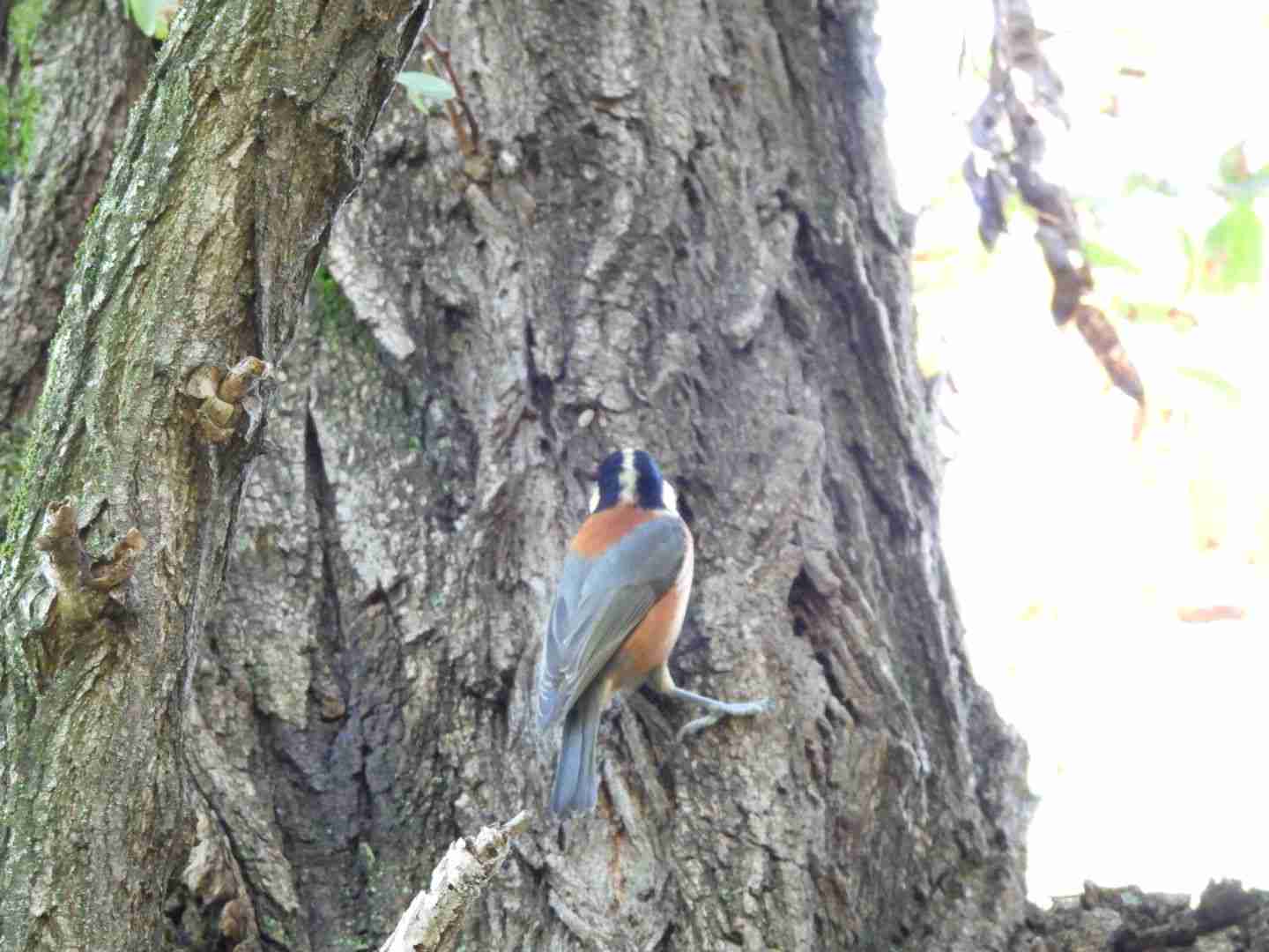 野鳥愛好会