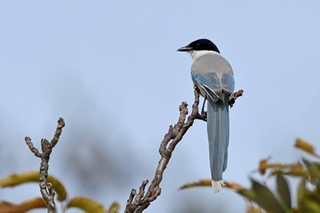 野鳥愛好会