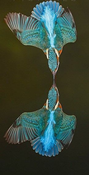 野鳥愛好会