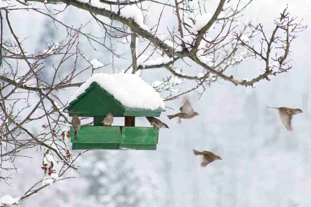 野鳥愛好会