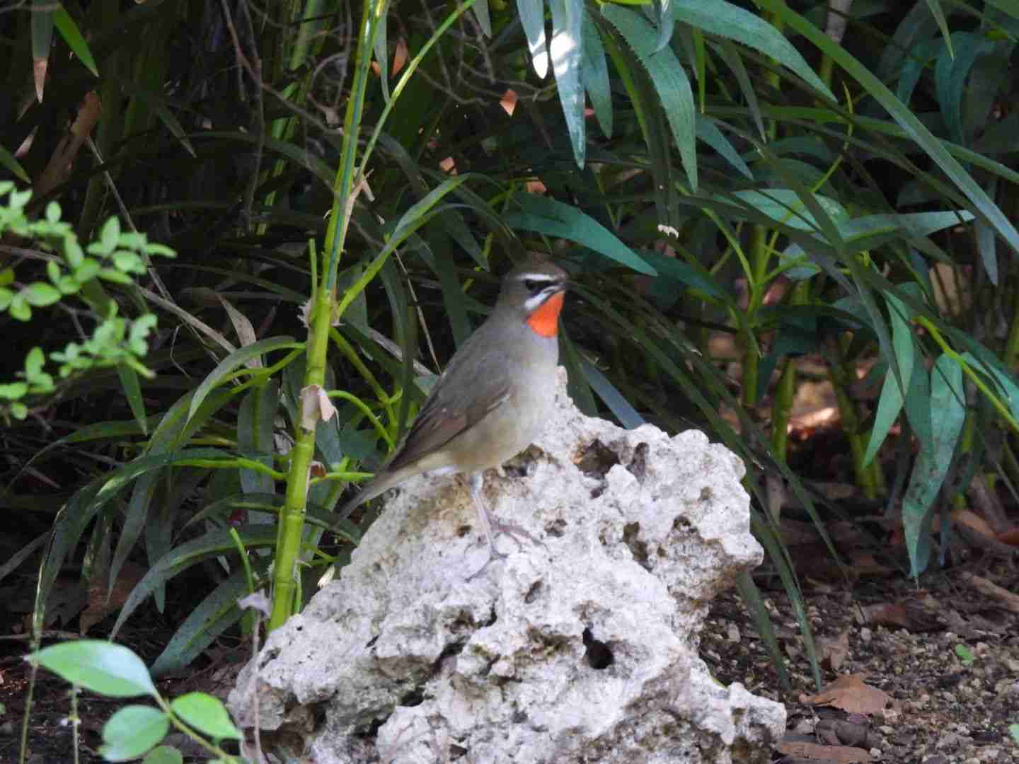 野鳥愛好会