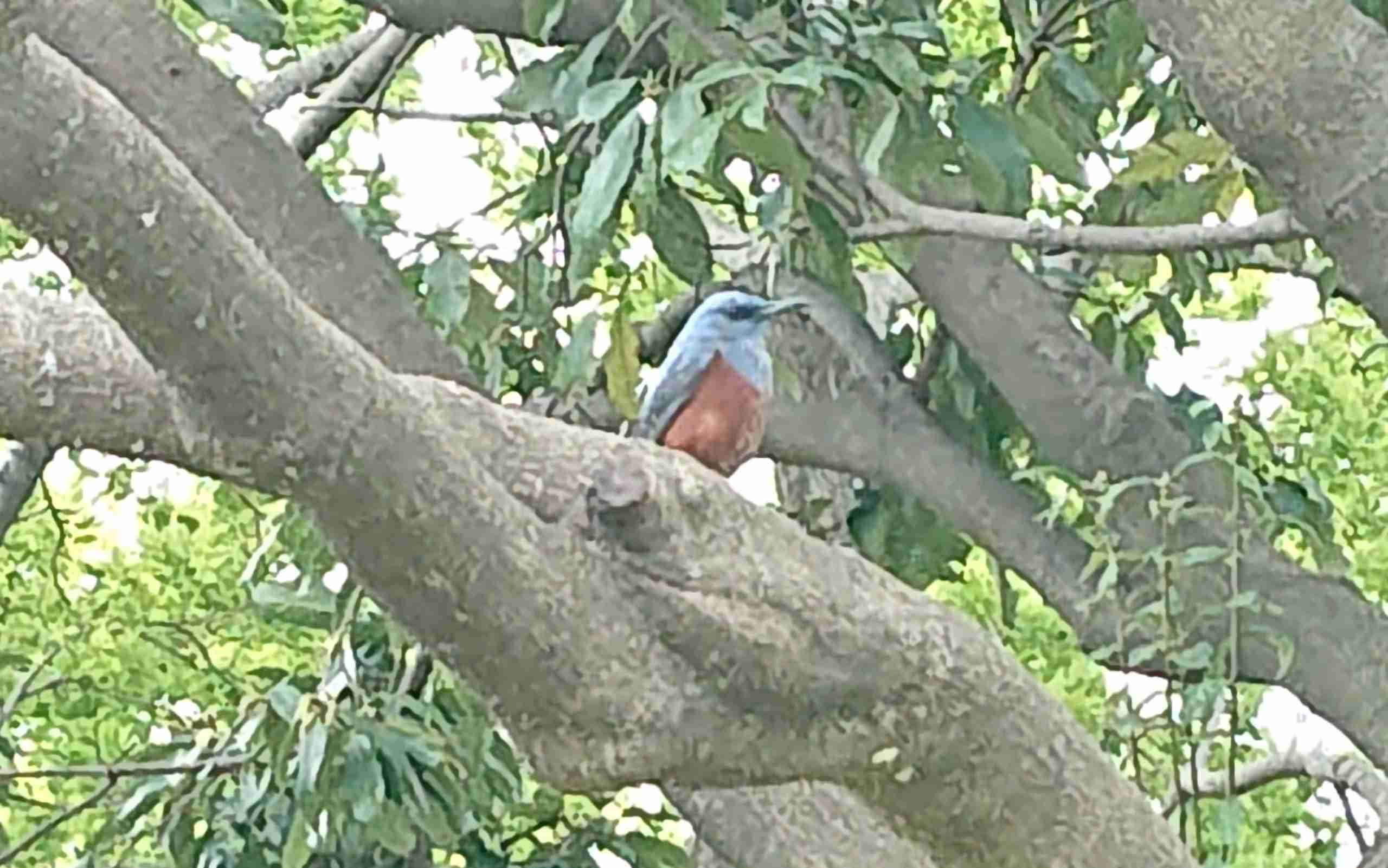 野鳥愛好会