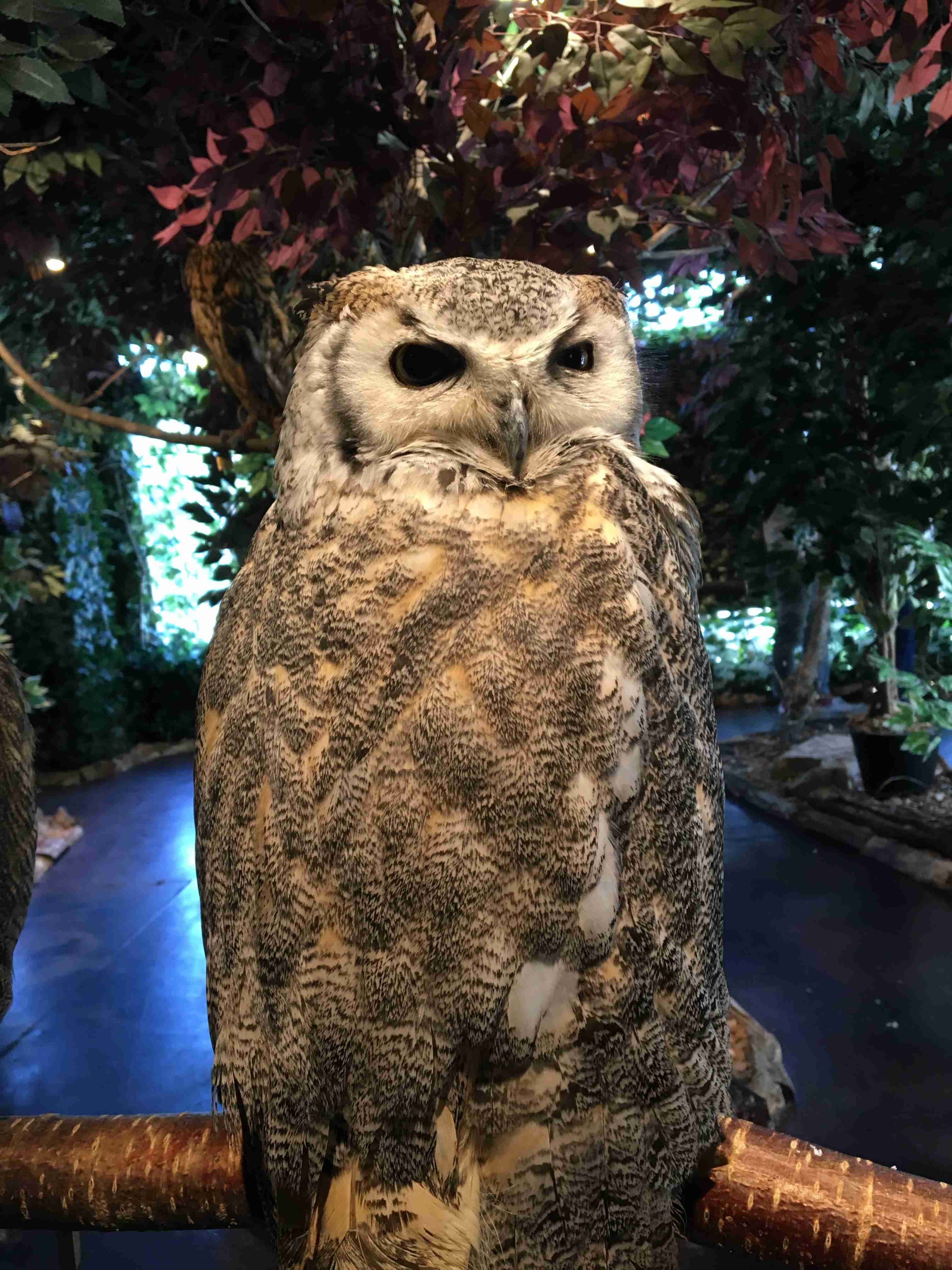 野鳥愛好会