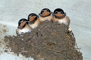野鳥愛好会