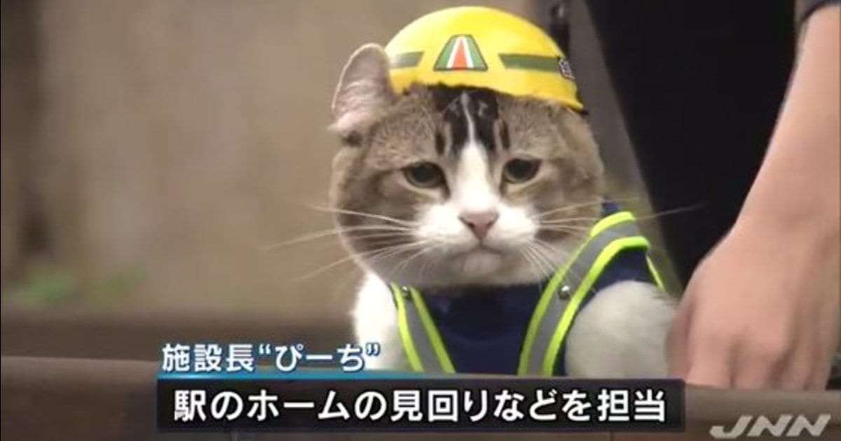 SNSで話題の“仕事猫”、ぬいぐるみ型クッションに